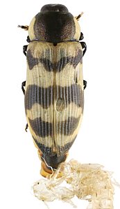 Temognatha mitchellii, PL4696, reared adult, from pupa ex Allocasuarina muelleriana ssp. muelleriana root, SE, 24.8 × 9.9 mm